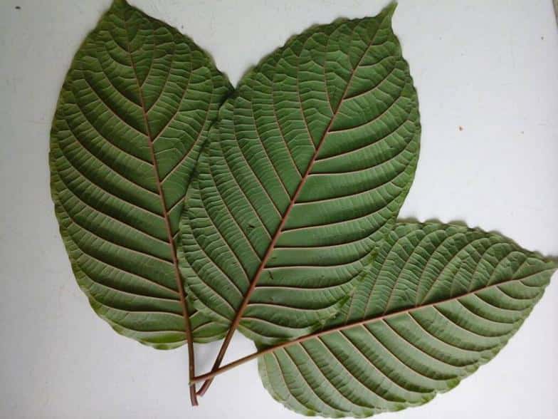 A good shot of a red veined Kratom leaf